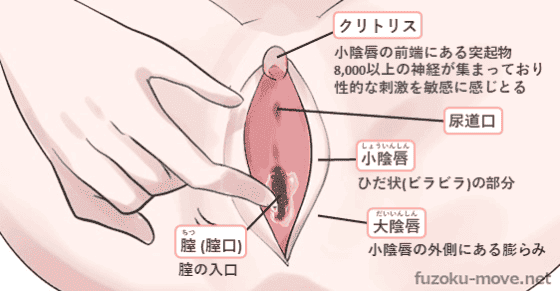 セックスで入れる場所