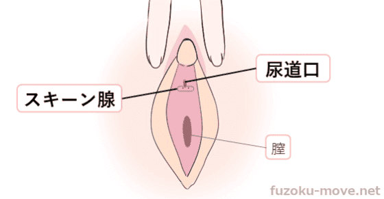 セックスで入れる場所