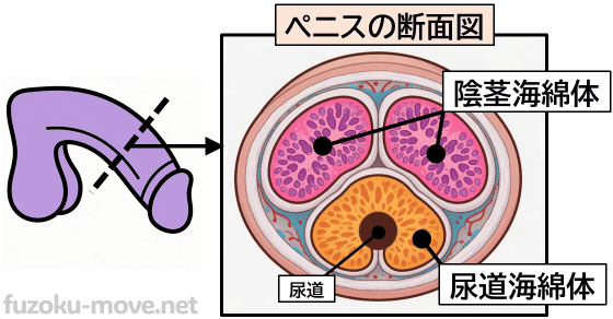 下向きチンコ