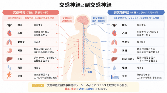 射精 体力
