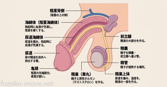 射精 潮吹き