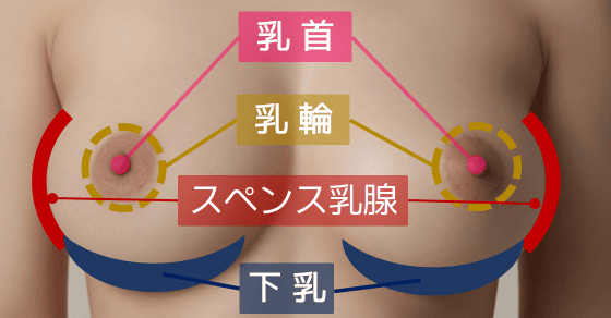 おっぱい 性感帯